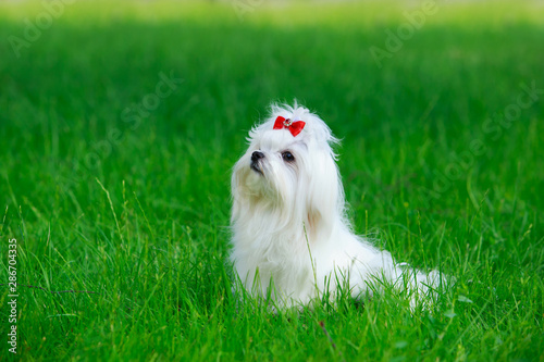 Cute maltese dog photo