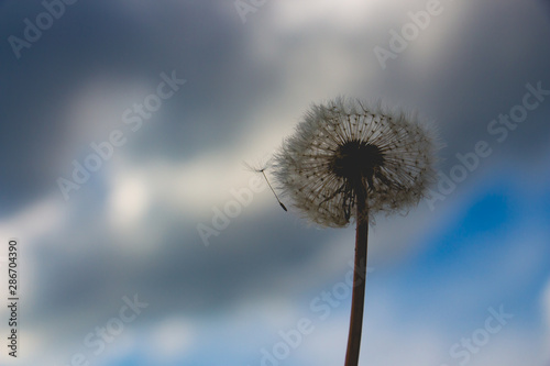 Dandelion against the blue sky