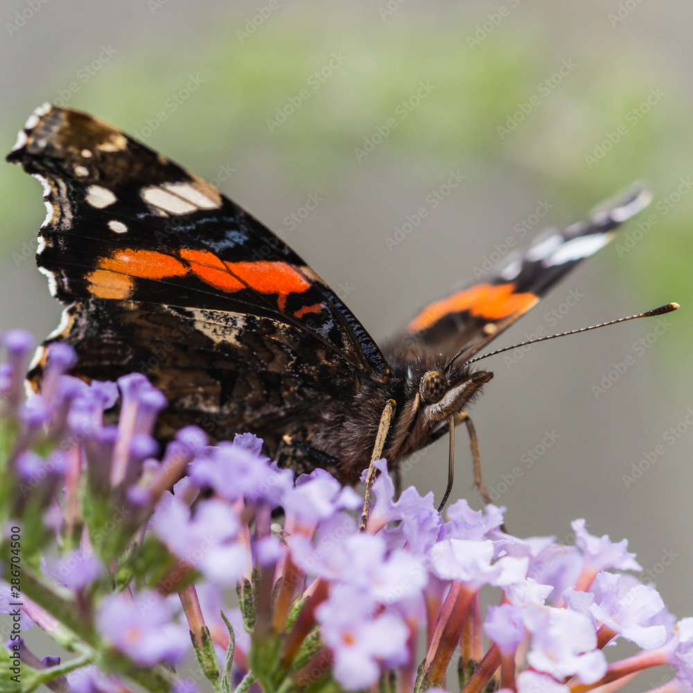 Red Admiral Refueling Red Admiral Refueling