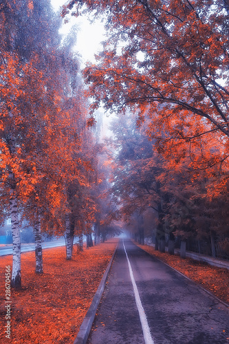 autumn landscape morning in the fog / alley in the city park, misty landscape in the city, trees in the city