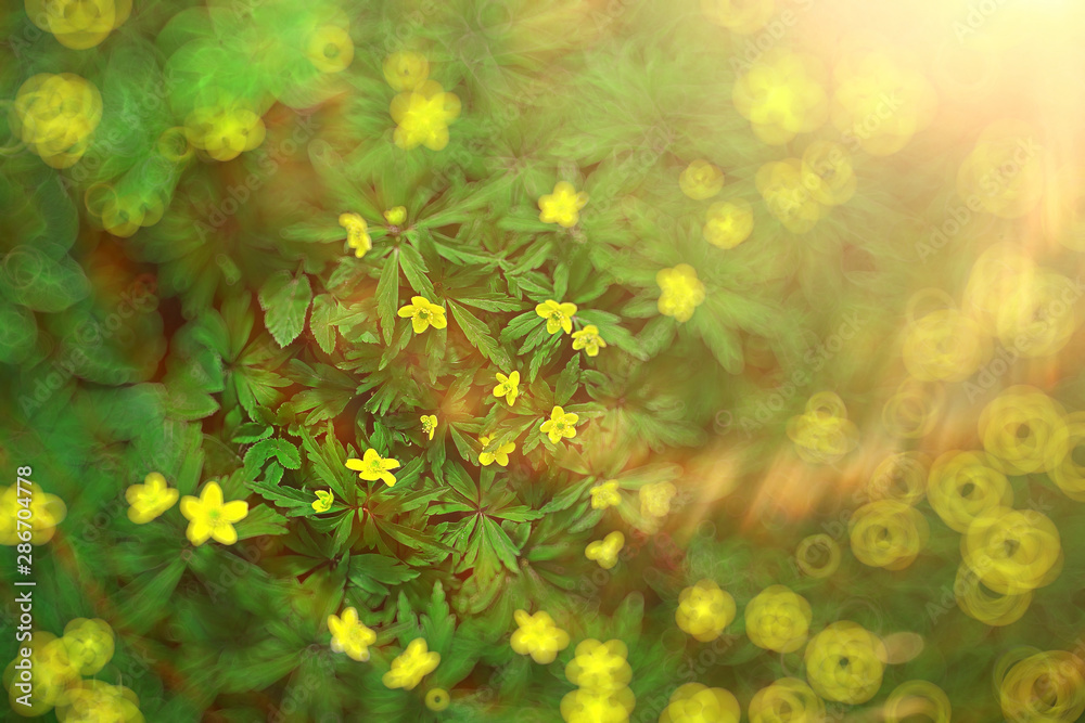 wild flowers top view background / abstract seasonal background, summer small flowers, nature spring, floral abstraction wild flowers top view background / abstract seasonal background, summer small flowers, nature spring, floral abstraction