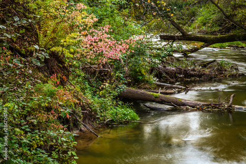 Overgrown shore of a wild forest river photo