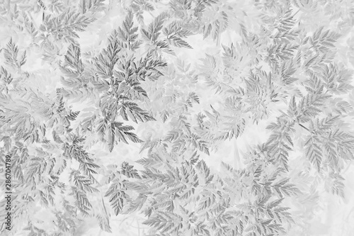 black white texture leaves / abstract nature background unusual