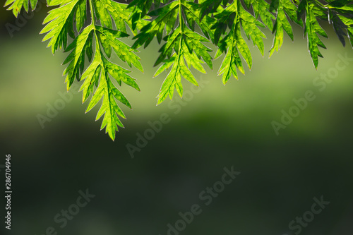 delicate green foliage close up