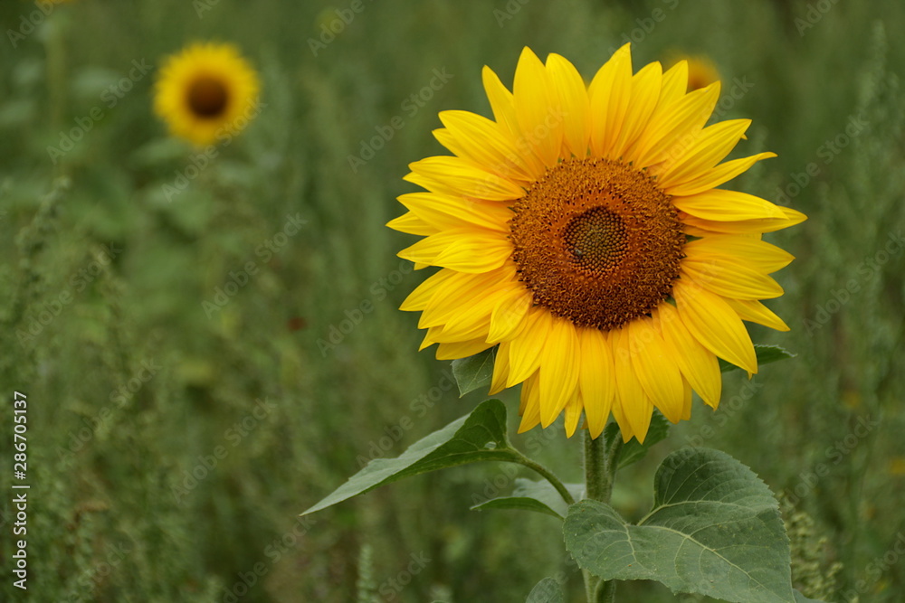 Obraz premium Sonnenblume - Helianthus annus