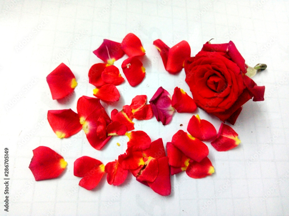 cute red rose , rose petals cute red rose , rose petals
