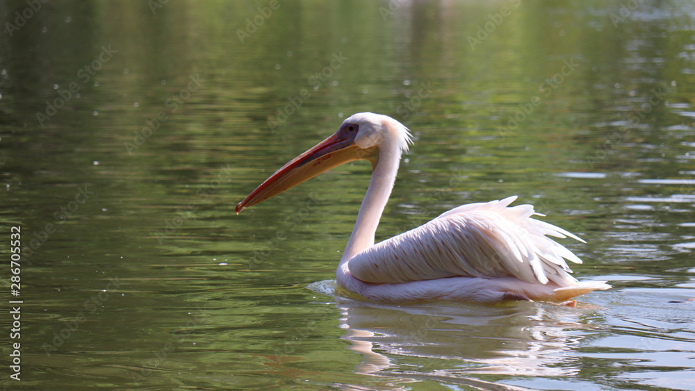 pelican in water