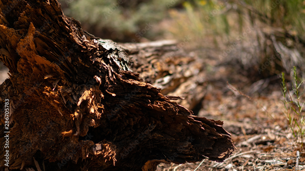 Fototapeta premium Tree texture
