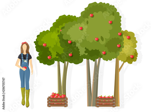 Woman farmer collecting apple harvest Vector. Fall season template harvesting...
