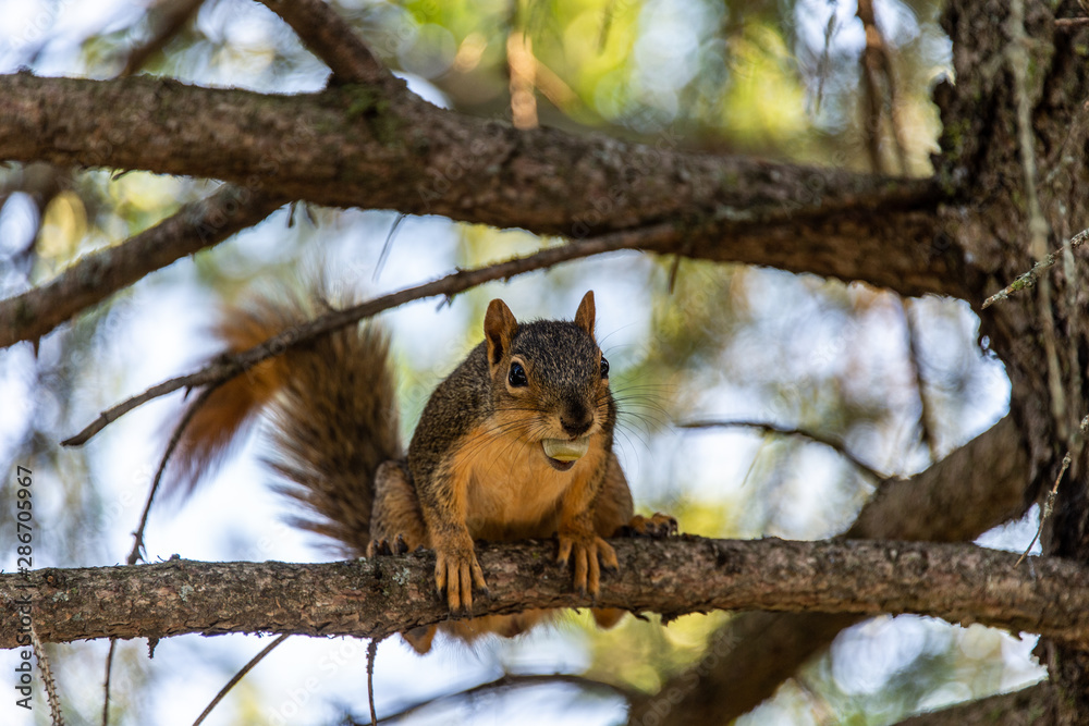 015-squirrel-ankeny-27aug19-12x08-400-3060 015-squirrel-ankeny-27aug19-12x08-400-3060