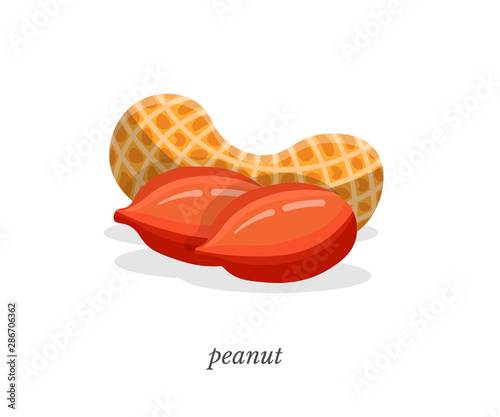 Peanut flat vector illustration with typography