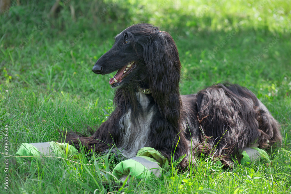 Fototapeta premium Cute afghan hound is lying on a green meadow. Eastern greyhound or persian greyhound. Pet animals.