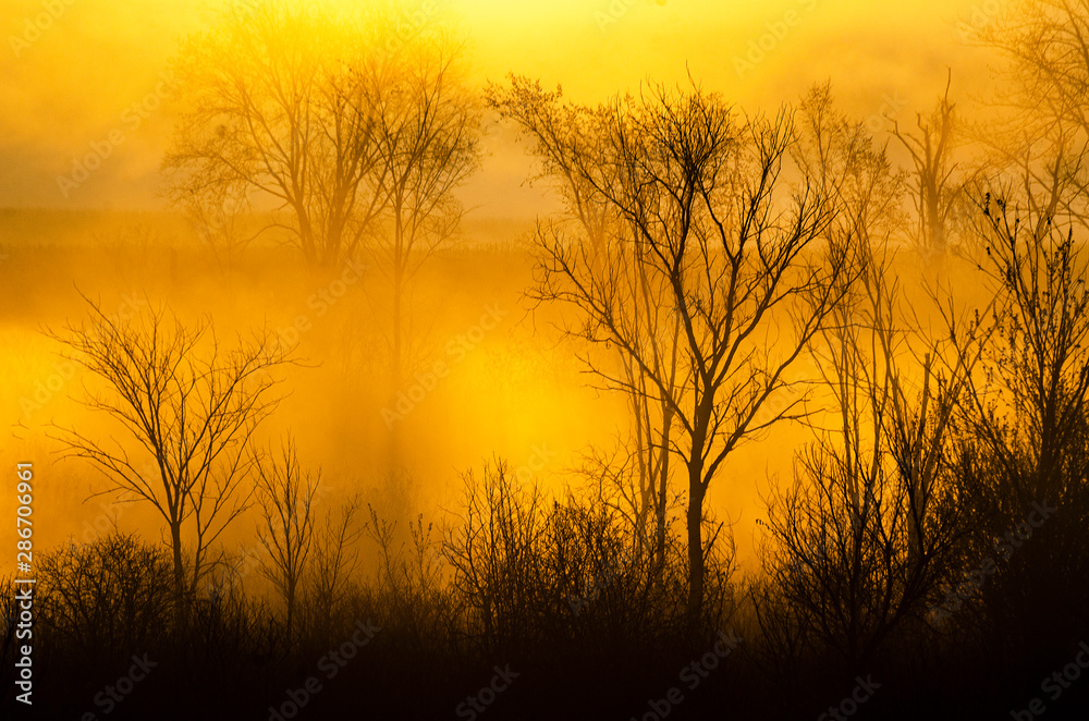 641-74 Sunrise Through The Trees
