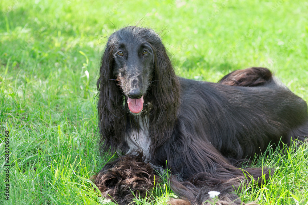 Cute afghan hound is looking at the camera. Eastern greyhound or persian greyhound. Pet animals.