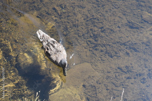 Foto di un anatroccolo dalle piume brune, tipico della regione austriaca della carinzia austriaca. L'immagine cattura il movimento dell'anatroccolo sull'acqua limpida, il fondo del lago è terroso. photo