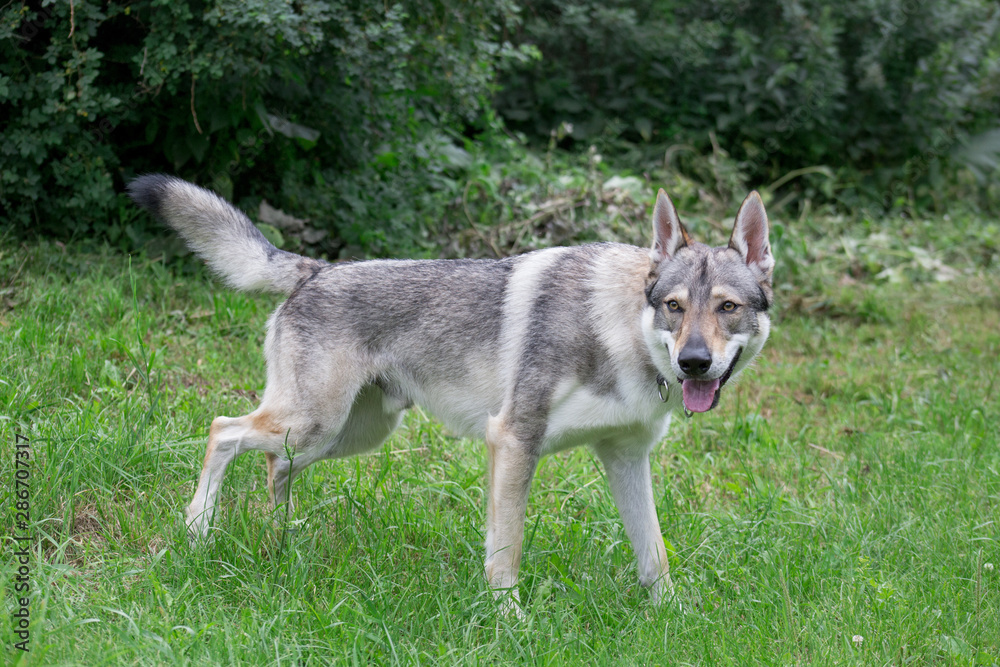 Cute czechoslovak wolfdog is standing on a green meadow. Pet animals. Cute czechoslovak wolfdog is standing on a green meadow. Pet animals.