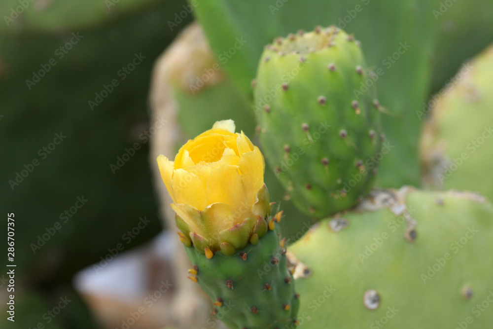 close up on a flower prickly pear plant close up on a flower prickly pear plant