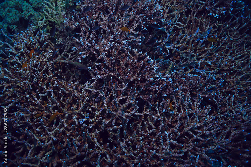 underwater scene / coral reef, world ocean wildlife landscape underwater scene / coral reef, world ocean wildlife landscape