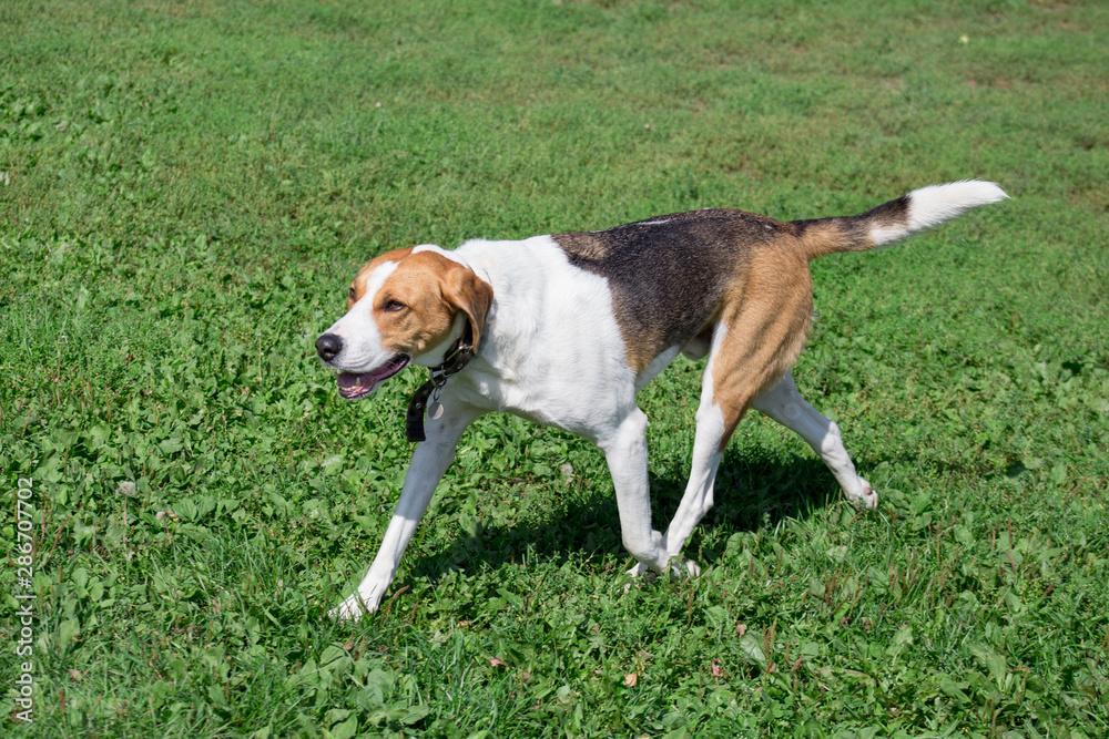 Russian hound is running on a green meadow in the park. Pet animals.