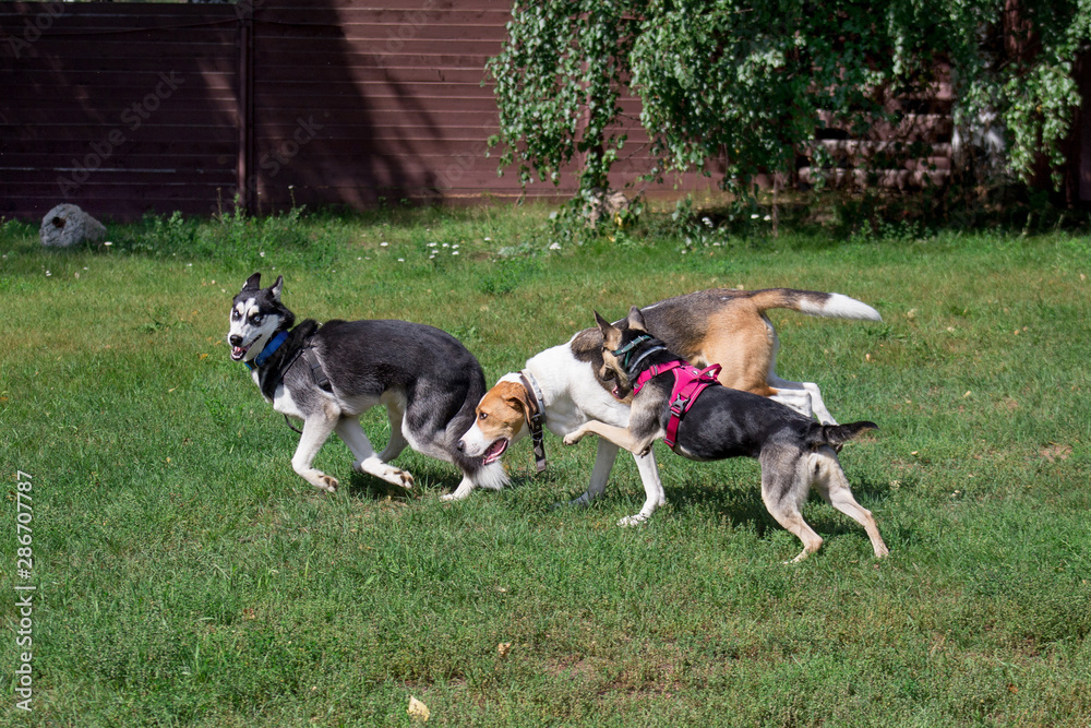 Siberian husky, russian hound and black mongrel are playing on a green meadow in the park. Pet animals. Siberian husky, russian hound and black mongrel are playing on a green meadow in the park. Pet animals.