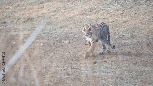 a young tiger approaches the camera at tadoba andhari tiger reserve in india- 4K 60p photo