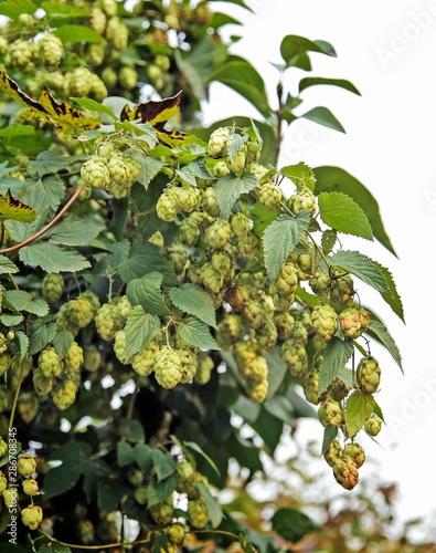 ripe hops in the fall. Hops are the main ingredient in beer.