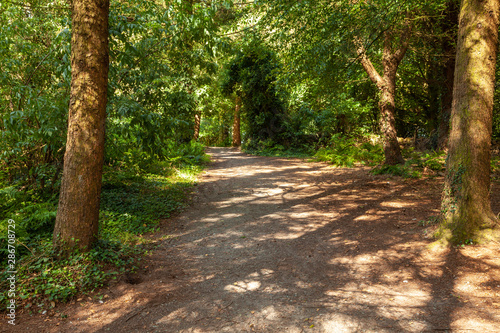 Forest path with beams of sunlight through the trees