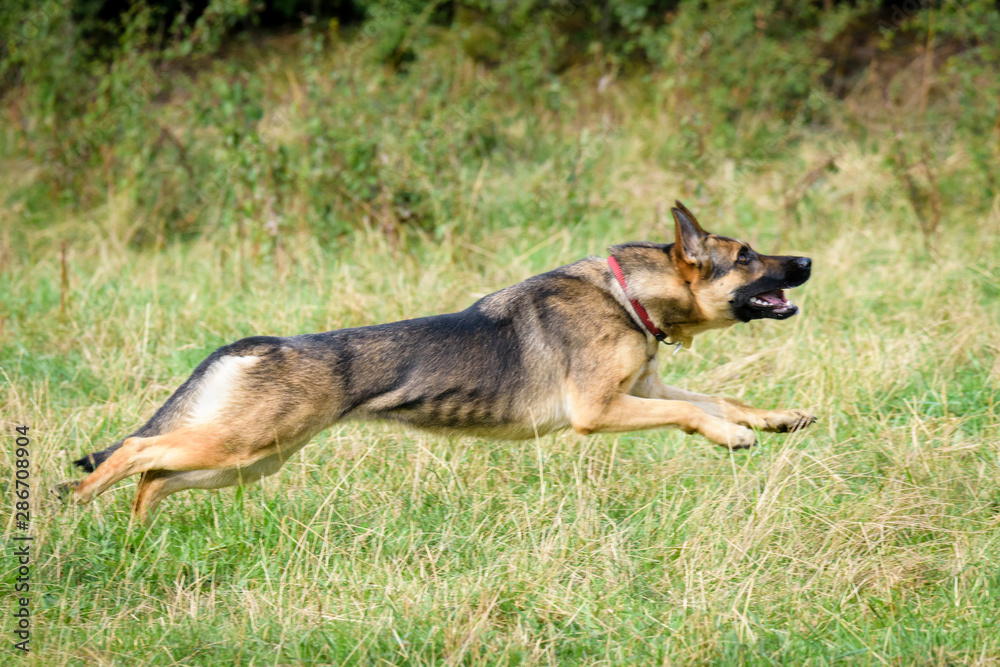 Beautiful Young Black German Shepherd Dog Beautiful Young Black German Shepherd Dog