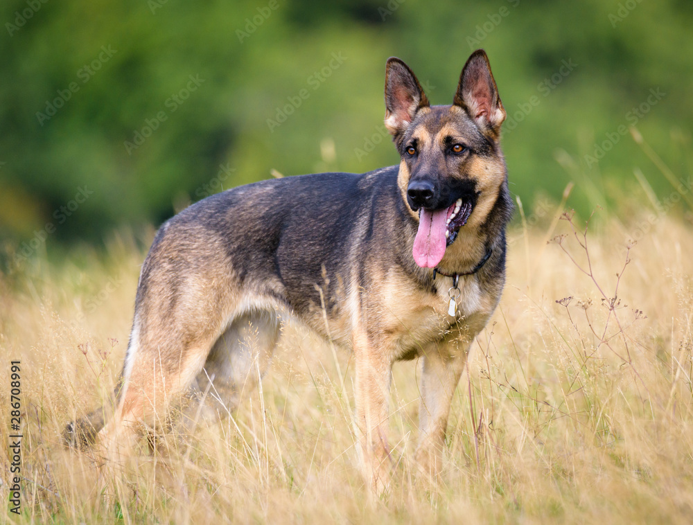 Beautiful Young Black German Shepherd Dog Beautiful Young Black German Shepherd Dog