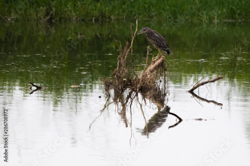 a night heron in the water