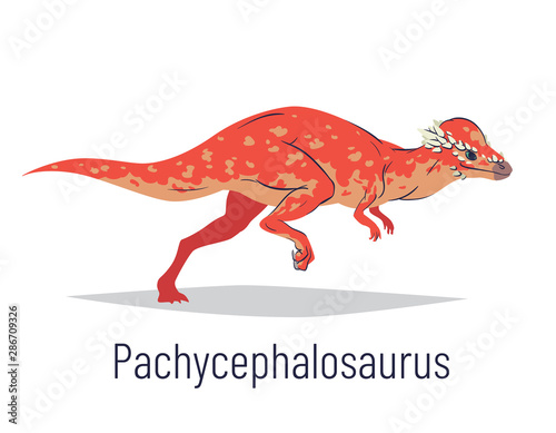 Pachycephalosaurus. Ornithischian dinosaur. Colorful vector illustration of prehistoric creature pachycephalosaurus in hand drawn flat style isolated on white background. Huge fossil dinosaur. photo