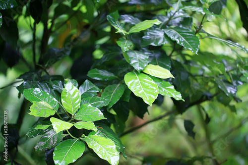 green branches leaves background / abstract view seasonal summer forest, foliage green, eco concept