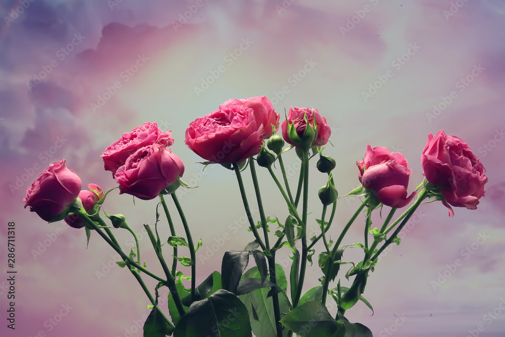 bouquet of pink roses background / holiday concept, beautiful pink flowers background