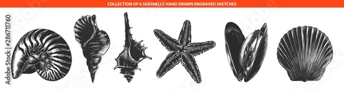 Vector engraved style seashells and mollusk collection for posters, decoration, emblem and logo. Hand drawn sketches of in monochrome isolated on white background. Detailed vintage woodcut drawing.