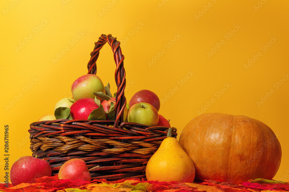 Harvesting. Apples in a basket and pumpkins on autumn leaves on a yellow background.