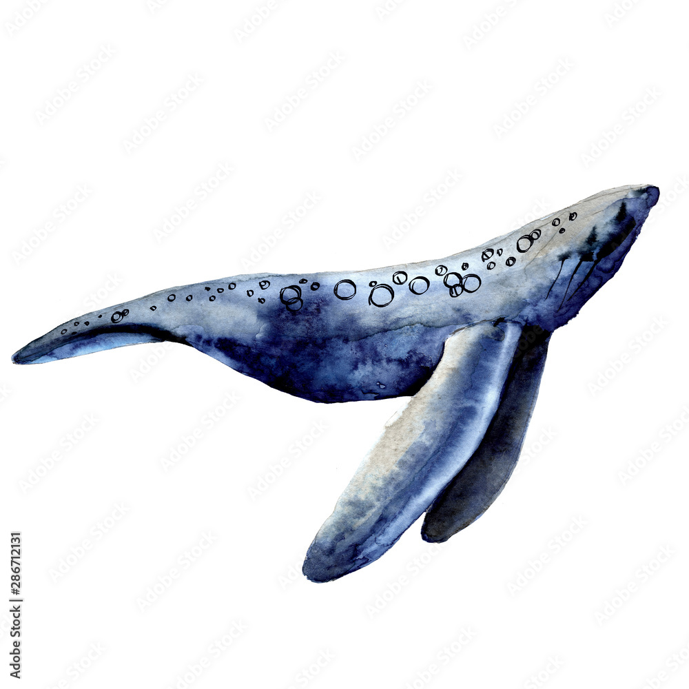 Obraz Sea whale. Isolated on a white background.