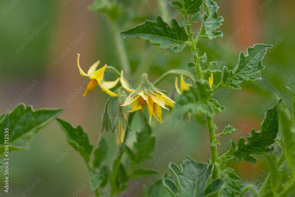 Rich harvest in a summer garden. Selective focus Rich harvest in a summer garden. Selective focus