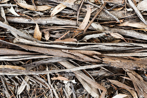 Textured forest floor with dried bark and leaves.