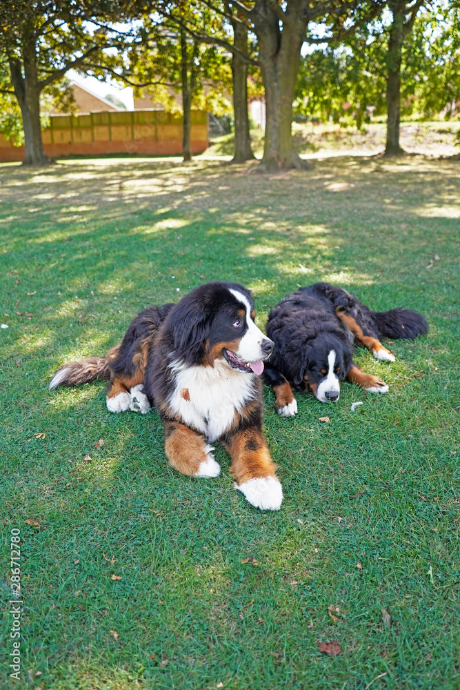 Two Bernese Mountain Dogs lying on the green grassin the dog friendly park 