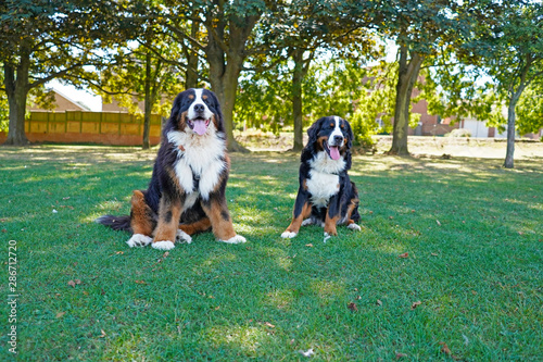 Two Bernese Mountain Dogs sitting on the green grass in the dog friendly park, looking in front, tongues out, pantintg