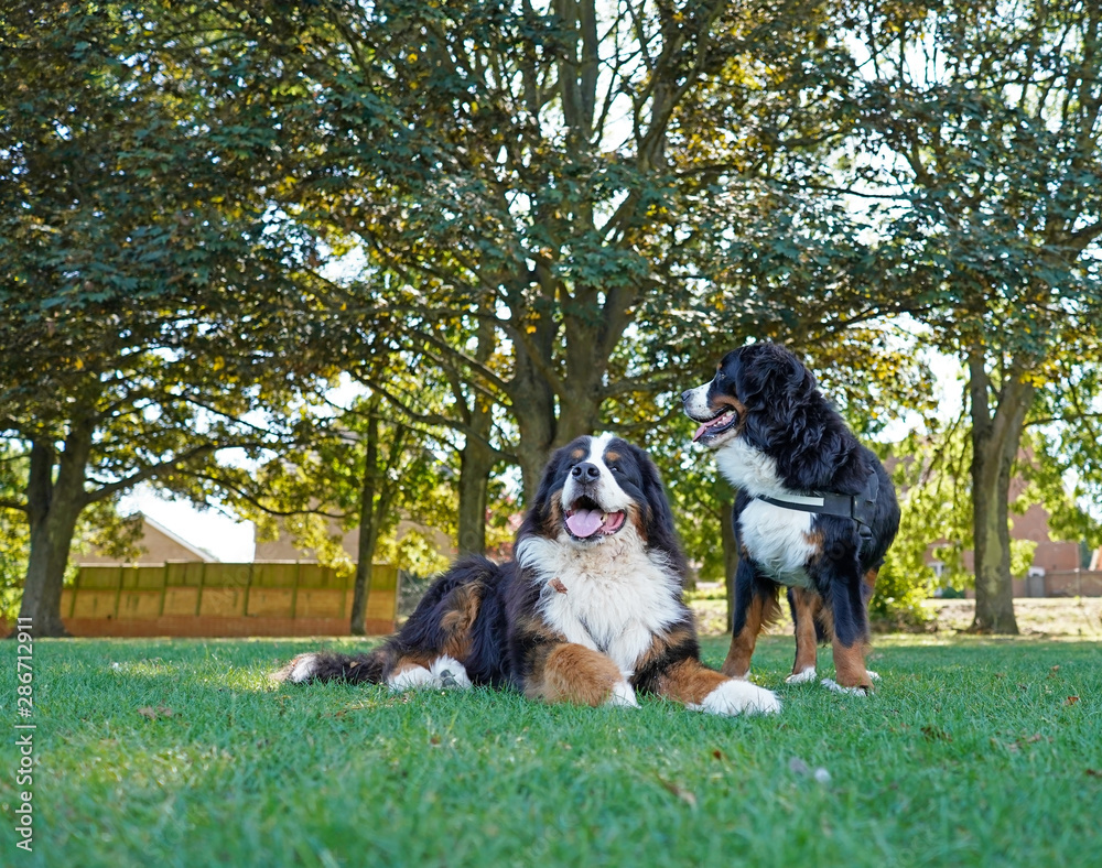Two Bernese Mountain Dogs in the dog friendly park. One lying on the grass, one standing up, looking away from the camera. Two Bernese Mountain Dogs in the dog friendly park. One lying on the grass, one standing up, looking away from the camera.