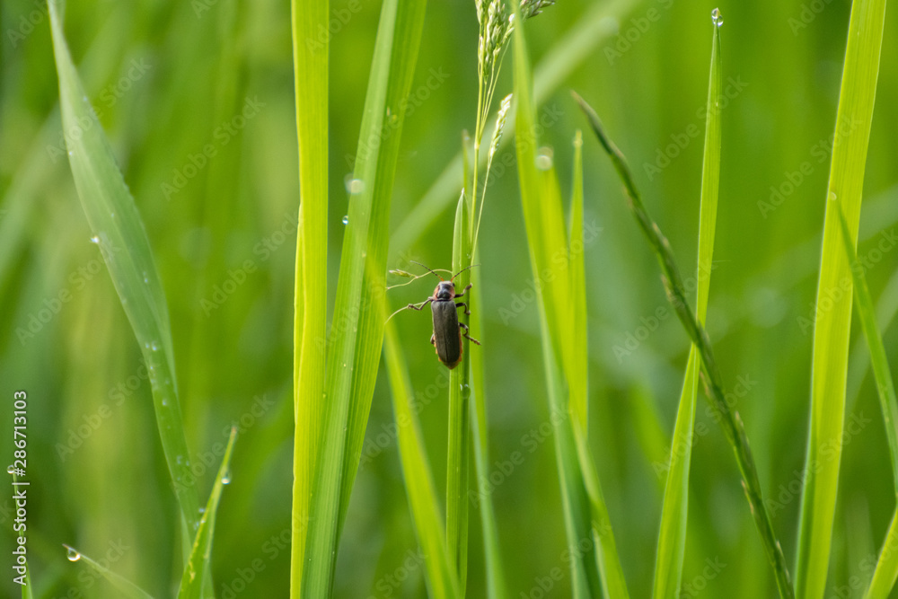 Ladybird bug on wheat spikelet macro, close up Ladybird bug on wheat spikelet macro, close up