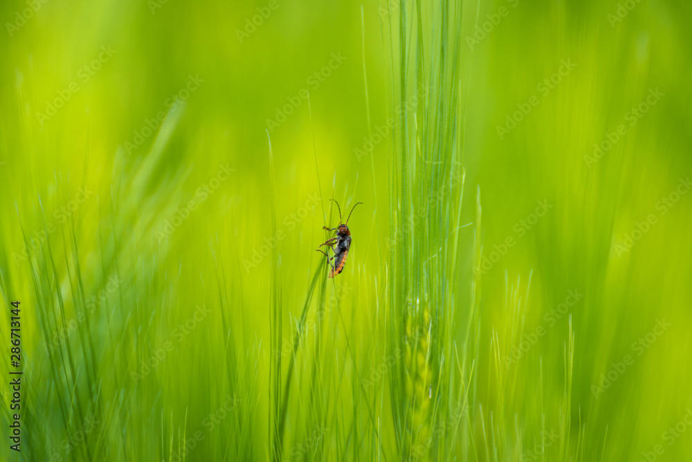 Ladybird bug on wheat spikelet macro, close up Ladybird bug on wheat spikelet macro, close up