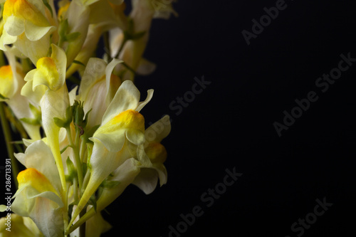 Summer wildflowers on a dark background. Selective focus. Shallow depth of field