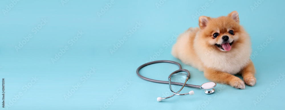 Fototapeta Cute little pomeranian dog with stethoscope as veterinarian on blue background.