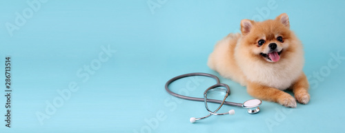 Cute little pomeranian dog with stethoscope as veterinarian on blue background.