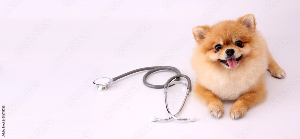 Fototapeta Cute little pomeranian dog with stethoscope as veterinarian on white background.