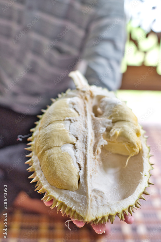 Close up of hand of Thai young man holding peeled yellow durian for eat. Durian is Thai exotic fruit and the king of Thai fruit. Close up of hand of Thai young man holding peeled yellow durian for eat. Durian is Thai exotic fruit and the king of Thai fruit.