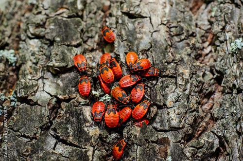 Red bugs (Pyrrhocoridae), cotton stainers photo