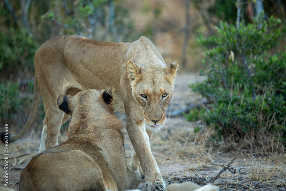 Naklejka premium A large pride of lions starting to awake before a night of hunting in the bushveld of the greater kruger national park.
